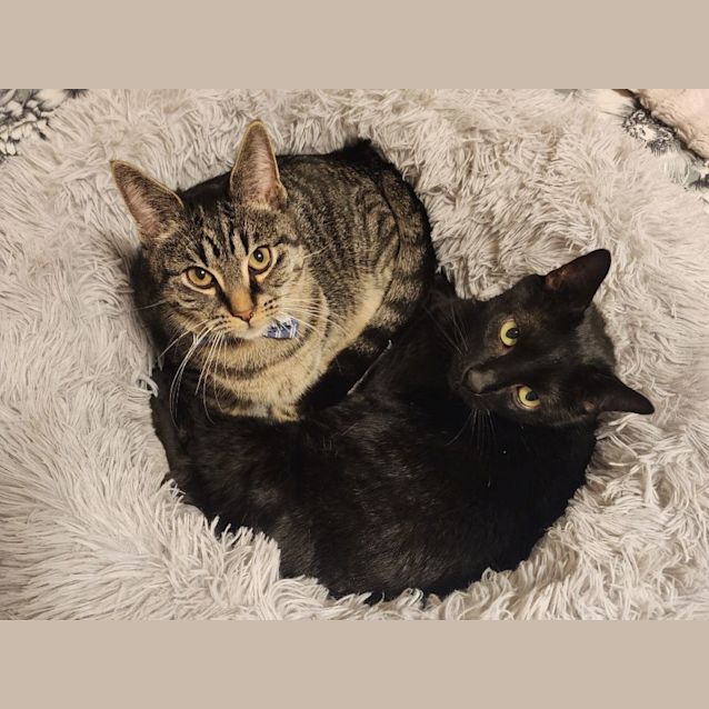 Photo of Humphrey B Bear 🐻 