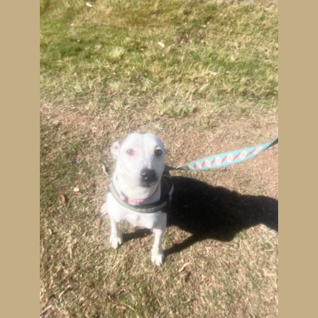 Photo of Blaze