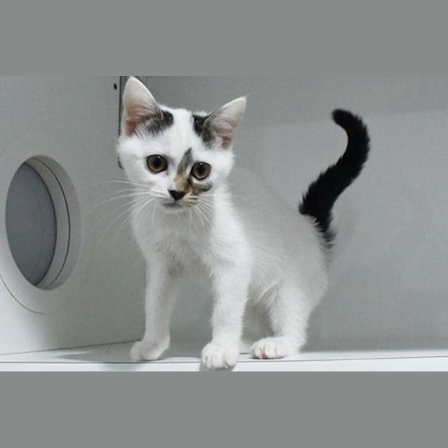 Photo of Trixie 10757