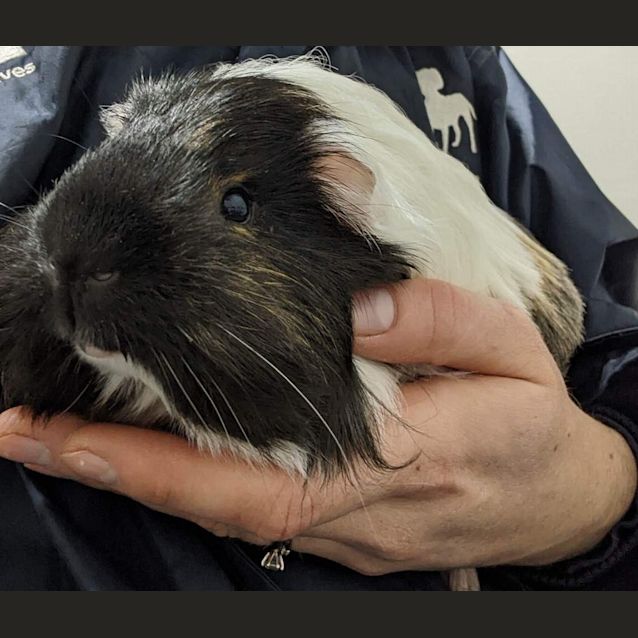 Photo of Chubby