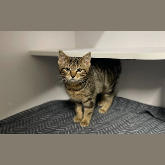 Photo of Pepper