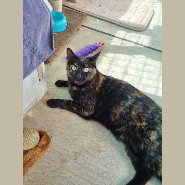 Photo of Meia 