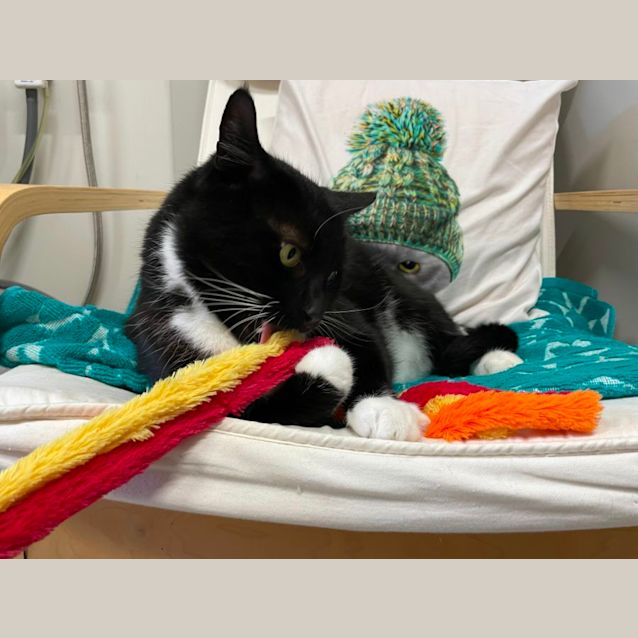 Photo of 🍙 Loki 5072 🍙