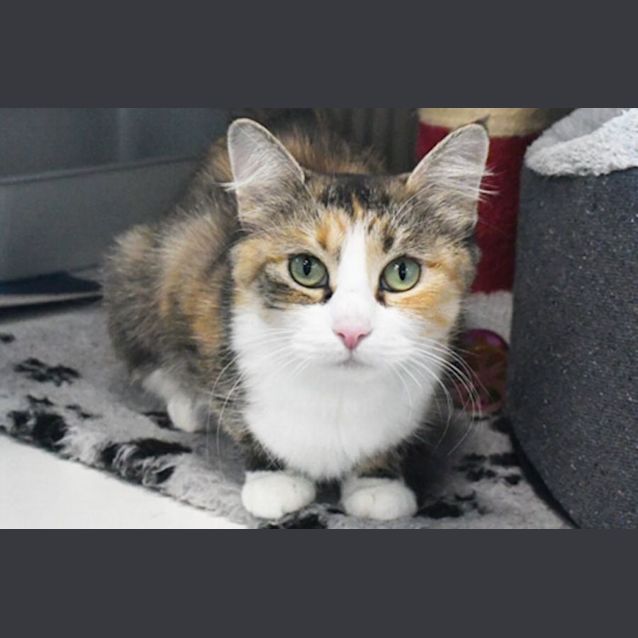 Photo of Miss Tiddles 10820