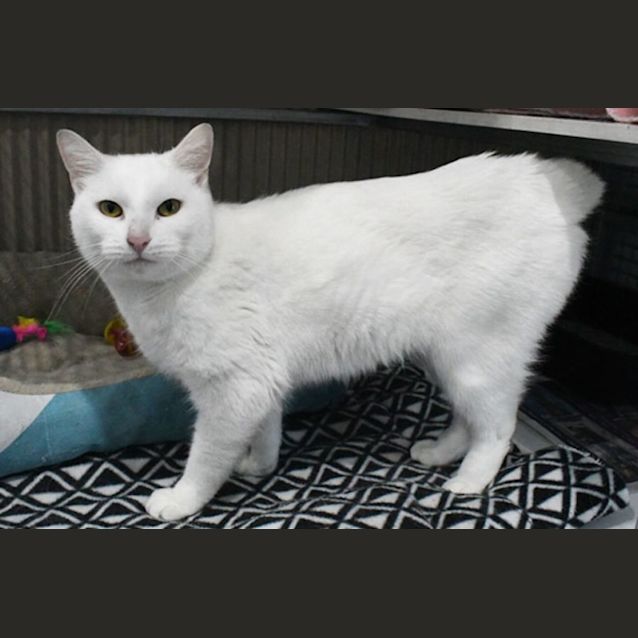 Photo of Olaf 10919