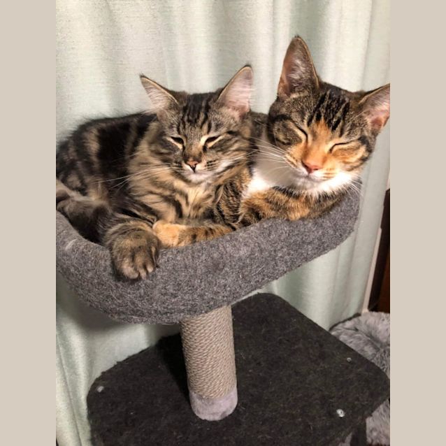 Photo of Orion And Ora