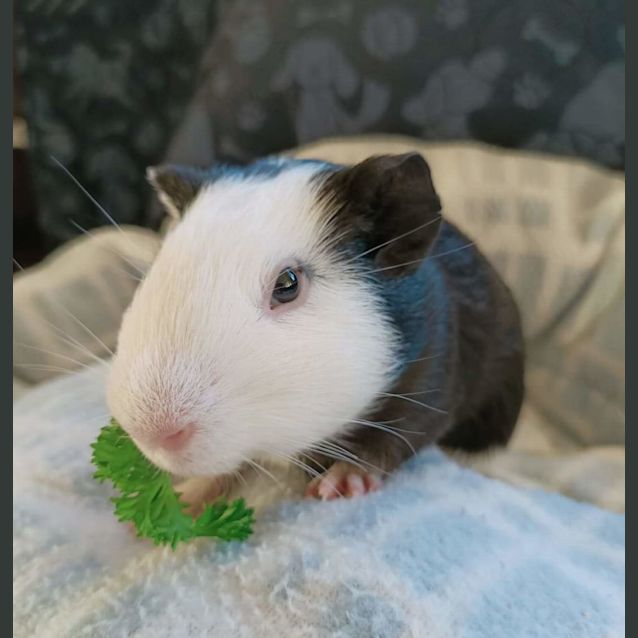 Photo of Preston & Peewee