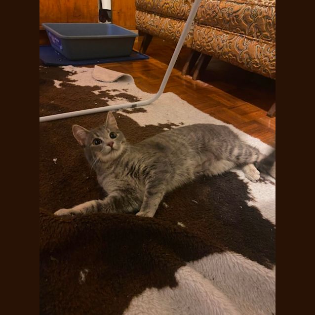 Photo of Zelda