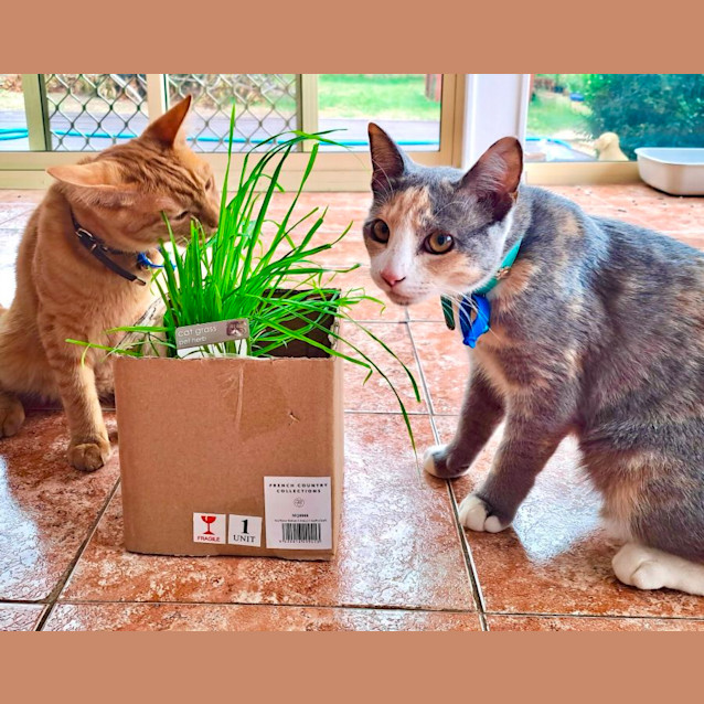 Photo of Biscuit & Judy