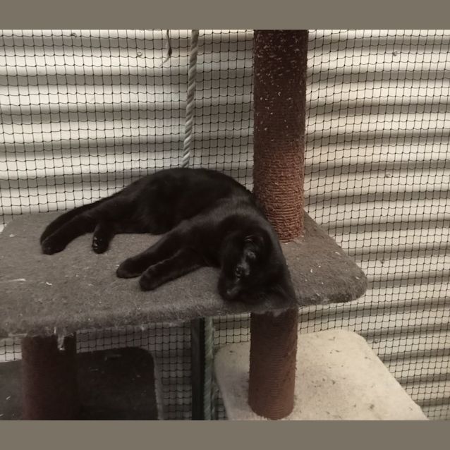 Photo of Stripes