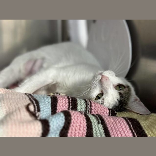 Photo of Hypatia
