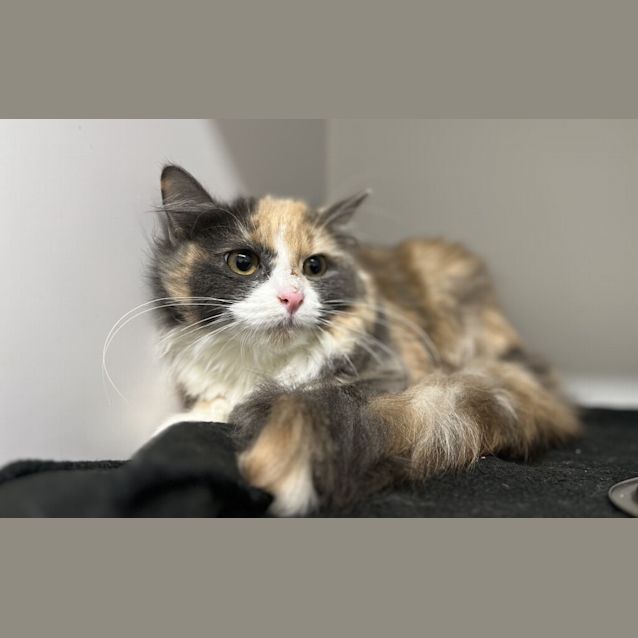 Photo of Petal