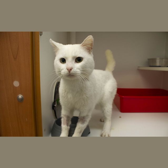 Photo of Sammy