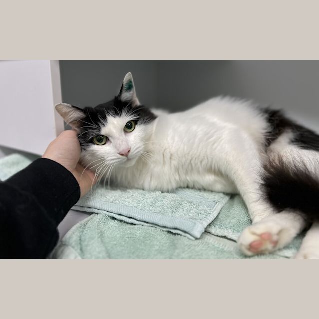 Photo of Mittens
