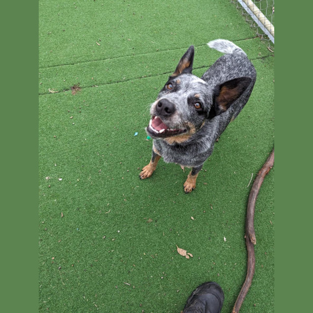 Photo of Bluey