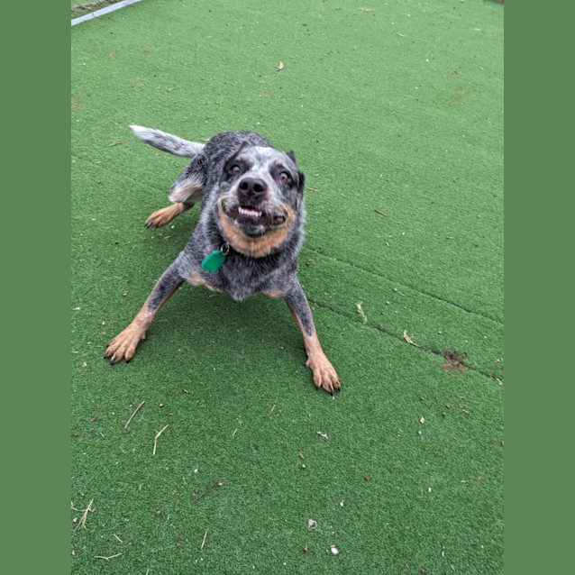 Photo of Bluey