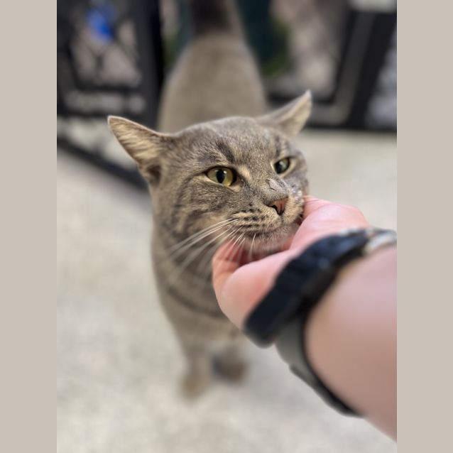 Photo of Oscar Claude Monet