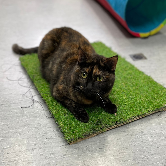 Photo of Skiddy Kitty