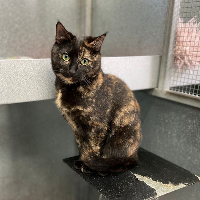 Photo of Kitty Kitty