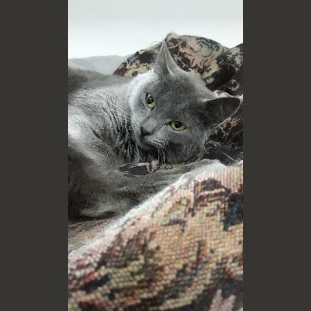 Photo of Astra