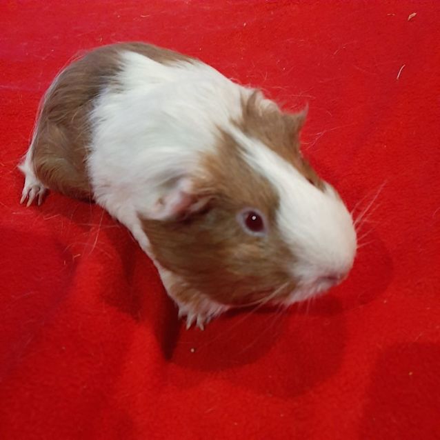 Photo of Poppy 