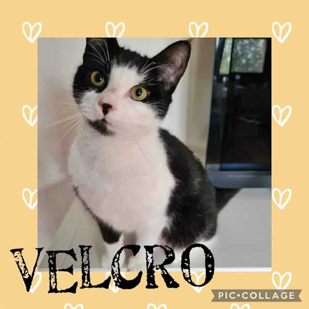 Photo of Velcro 