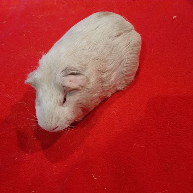 Photo of Midge
