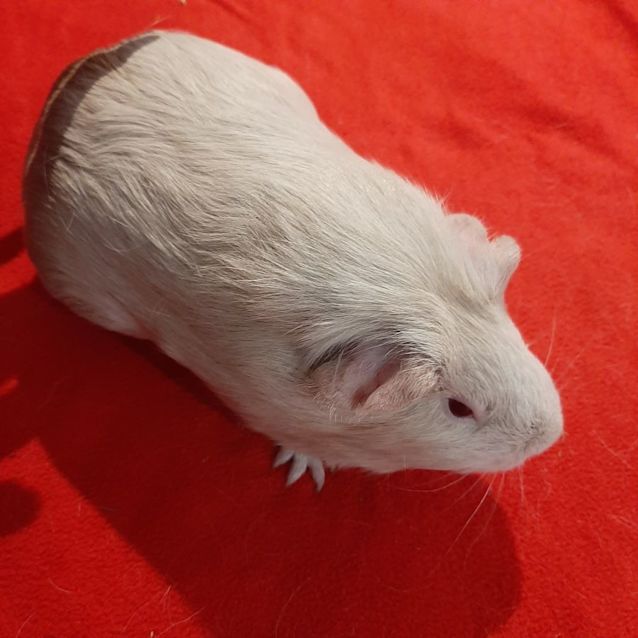 Photo of Midge