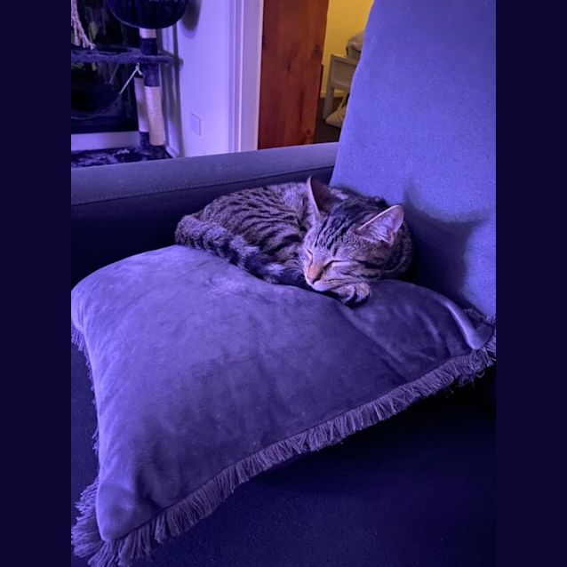 Photo of Sweet Eddie