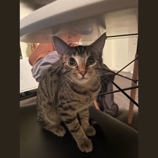 Photo of Sweet Eddie