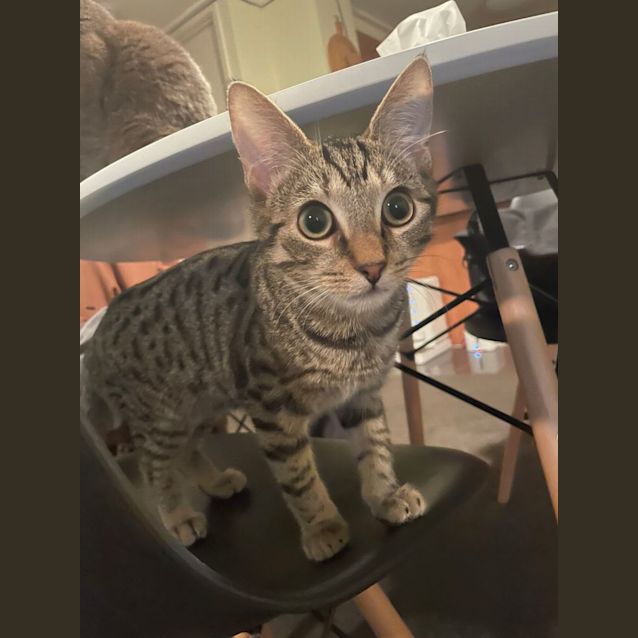 Photo of Sweet Eddie