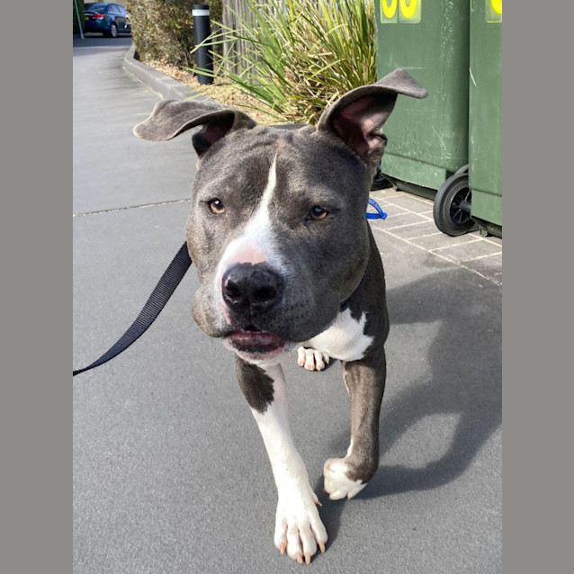 Photo of Bruce 🐶 11mos American Staffy (On Trial 30/6/23)