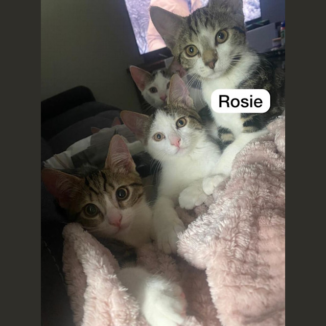 Photo of Rosie