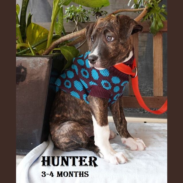 Photo of Hunter