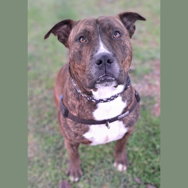 Photo of Ace