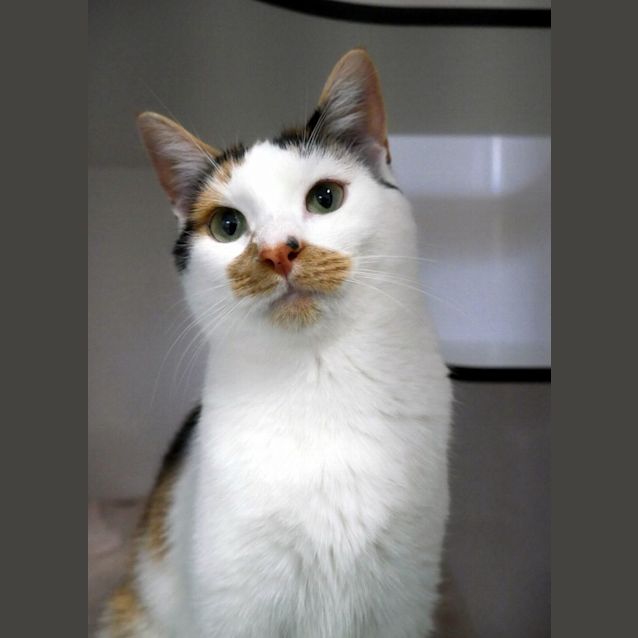 Photo of Audrey Suk011483