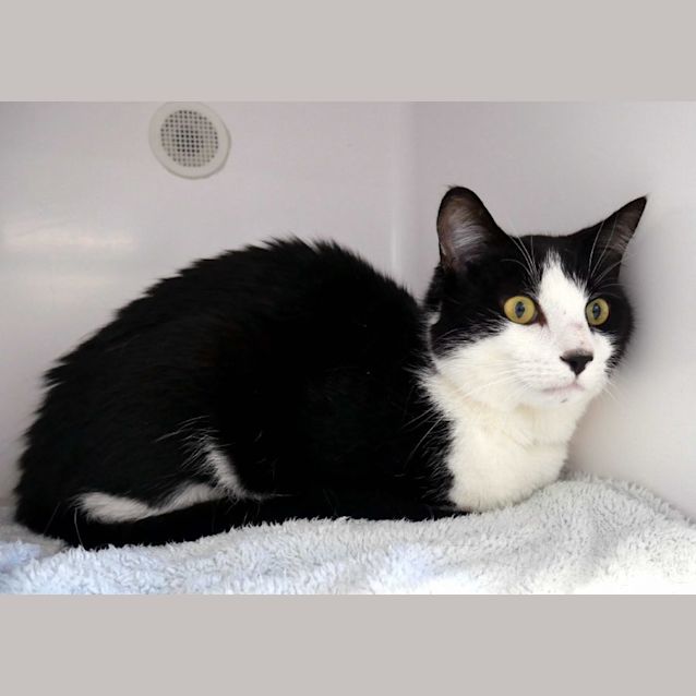 Photo of Kaydos Sta011388