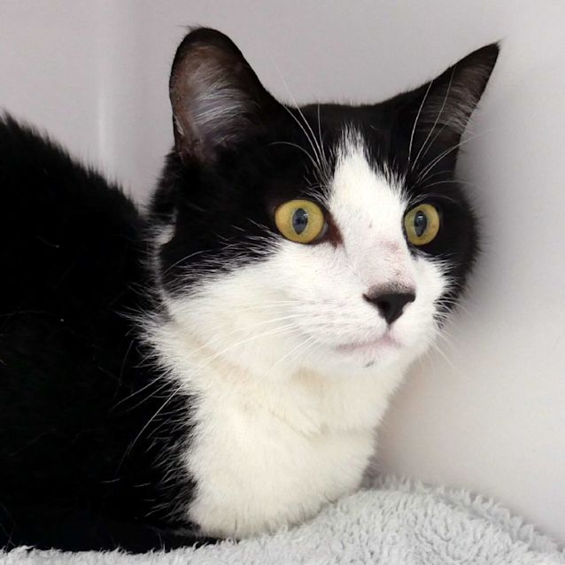 Photo of Kaydos Sta011388