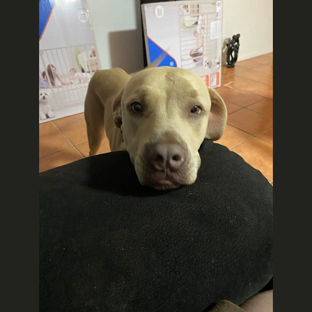 Photo of Auggie Auggie Oiu Oiu 