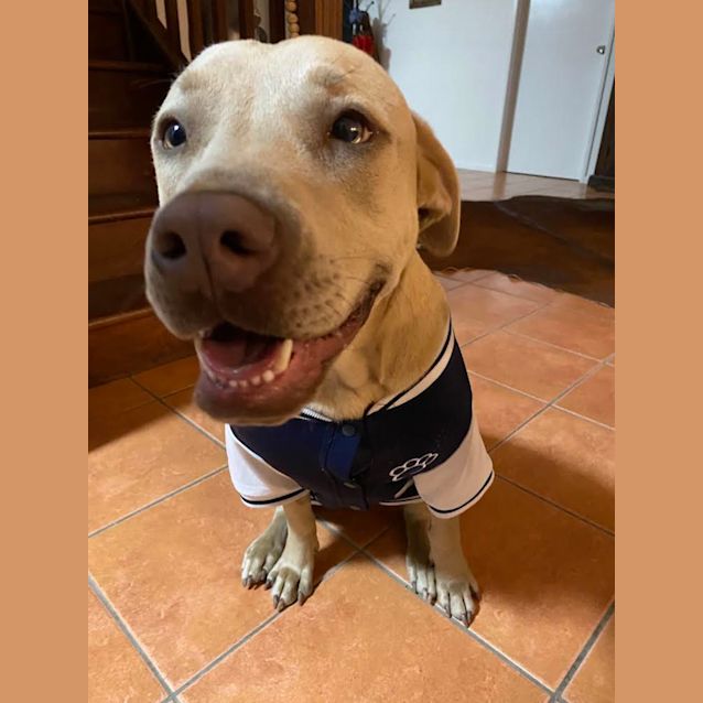 Photo of Auggie Auggie Oiu Oiu 