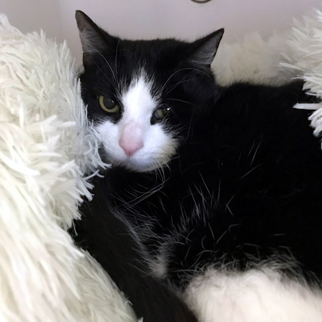 Photo of Pudge Sua011439