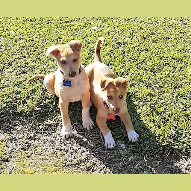 Photo of Nala
