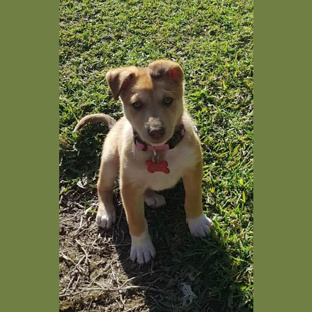 Photo of Nala