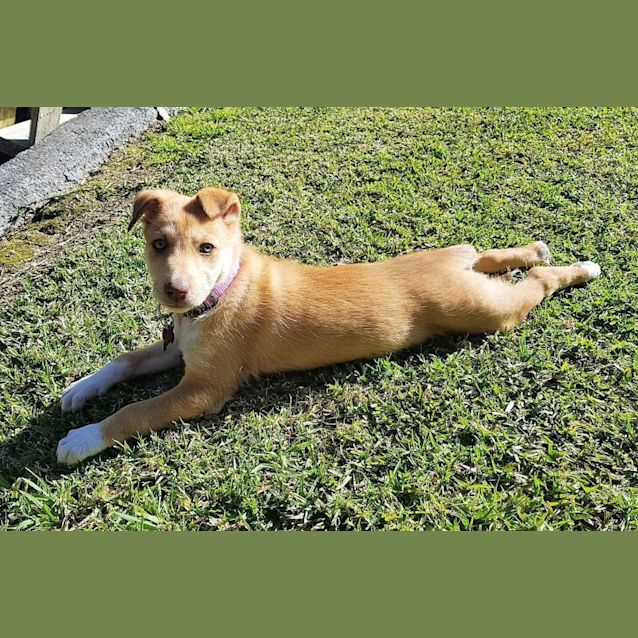 Photo of Nala