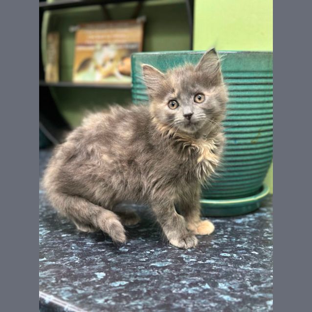 Photo of Cookie Crumble. 