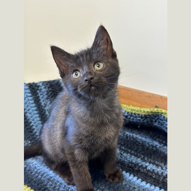 Photo of Parsnip