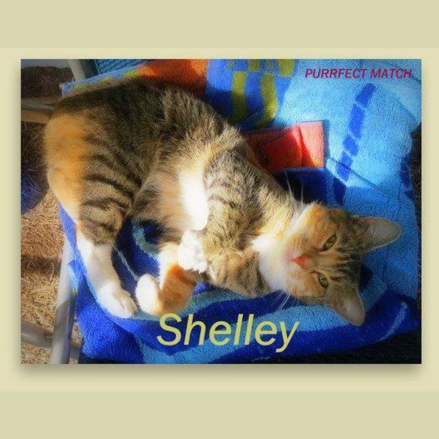 Photo of "Shelley"   Purrfect Match