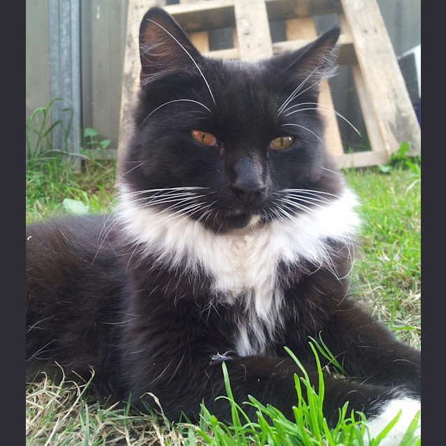 Photo of Disco & Dante