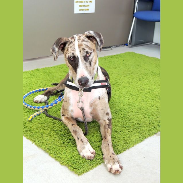 Photo of Beau