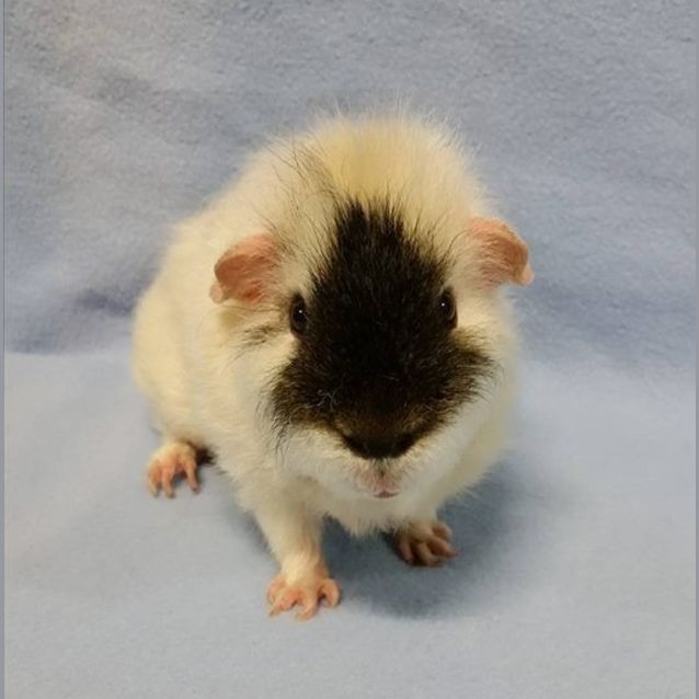 Photo of Possum